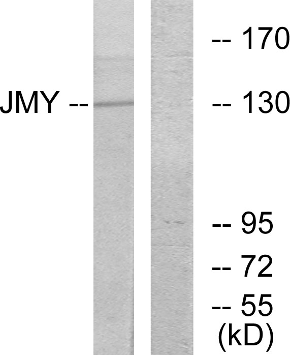 JMY Antibody - Western blot analysis of lysates from COLO cells, using JMY Antibody. The lane on the right is blocked with the synthesized peptide.