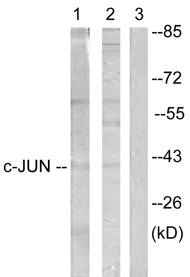 JUN / c-Jun Antibody - Western blot analysis of lysates from Jurkat cells, treated with Paclitaxel 1uM 60', using c-Jun Antibody. The lane on the right is blocked with the synthesized peptide.