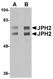 Junctophilin 2 / JPH2 Antibody - Western blot of JPH2 in mouse brain tissue lysate with JPH2 antibody at (A) 1 and (B) 2 ug/ml.