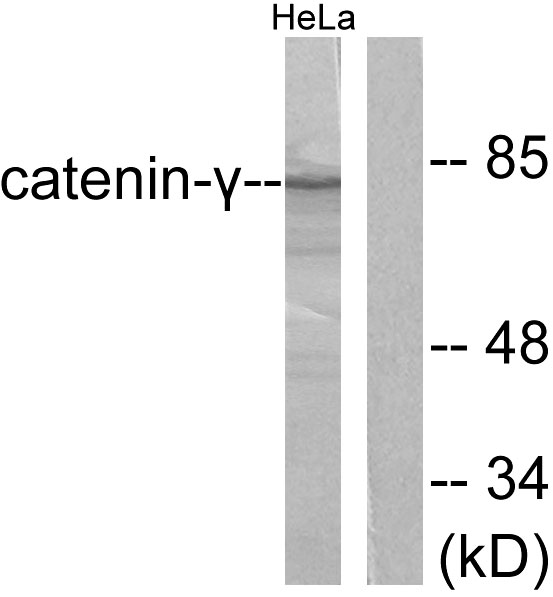 JUP/CTNNG/Junction Plakoglobin Antibody - Western blot analysis of lysates from HeLa cells, using Catenin-gamma Antibody. The lane on the right is blocked with the synthesized peptide.
