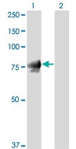 JUP/CTNNG/Junction Plakoglobin Antibody - Western blot of JUP expression in transfected 293T cell line by JUP monoclonal antibody clone 2G9.