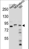 KANSL3 Antibody - KIAA1310 Antibody western blot of HepG2,MDA-MB453,293 cell line lysates (35 ug/lane). The KIAA1310 antibody detected the KIAA1310 protein (arrow).