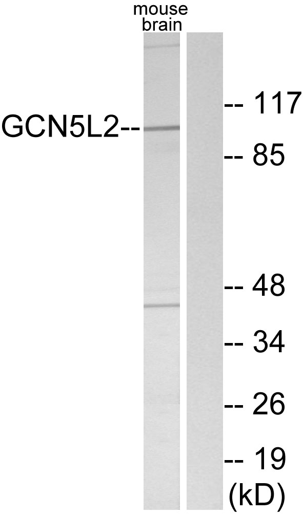 KAT2A / GCN5 Antibody - Western blot analysis of lysates from mouse brain, using GCN5L2 Antibody. The lane on the right is blocked with the synthesized peptide.