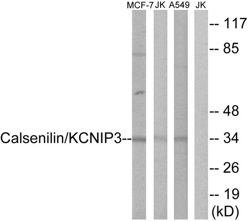 KCNIP3 / Dream / Calsenilin Antibody - Western blot analysis of lysates from MCF-7, Jurkat, and A549 cells, using Calsenilin/KCNIP3 Antibody. The lane on the right is blocked with the synthesized peptide.