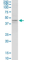 KCNJ5 / Kir3.4 / GIRK4 Antibody - KCNJ5 monoclonal antibody (M01), clone 8D2. Western Blot analysis of KCNJ5 expression in K-562.