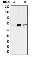 KCNQ4 Antibody - Western blot analysis of Kv7.4 expression in HeLa (A); mouse liver (B); rat liver (C) whole cell lysates.