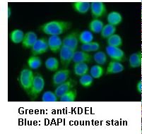 KDEL Tetrapeptide Antibody - Immunocytochemistry of HeLa cells.