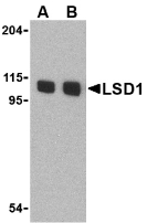 KDM1A / LSD1 Antibody - Western blot of in P815 cell lysate with KDM1A (LSD1) antibody at (A) 1 and (B) 2 ug/ml.