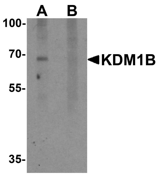 KDM1B Antibody - Western blot analysis of KDM1B in 3T3 cell lysate with KDM1B antibody at 2 ug/ml in (A) the absence and (B) the presence of blocking peptide.