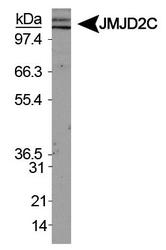 KDM4C / JMJD2C Antibody - JMJD2C Antibody - Western blot of JMJD2C in HeLa nuclear extracts.  This image was taken for the unconjugated form of this product. Other forms have not been tested.