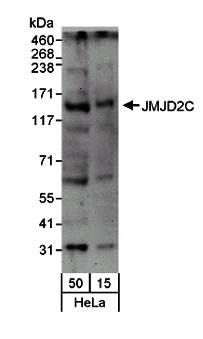 KDM4C / JMJD2C Antibody - Western blot of HeLa whole cell lysate (50 and 15 ug) using KDM4C / JMJD2C Antibody at 0.1 ug/ml. Detection: Chemiluminescence (3-minute exposure time).