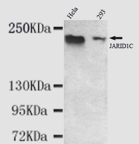 KDM5C / Jarid1C / SMCX Antibody - JARID1C antibody at 1/1000 dilution Lane1: HeLa whole cell lysate 40 ug/Lane Lane2: 293 whole cell lysate 40 ug/Lane.
