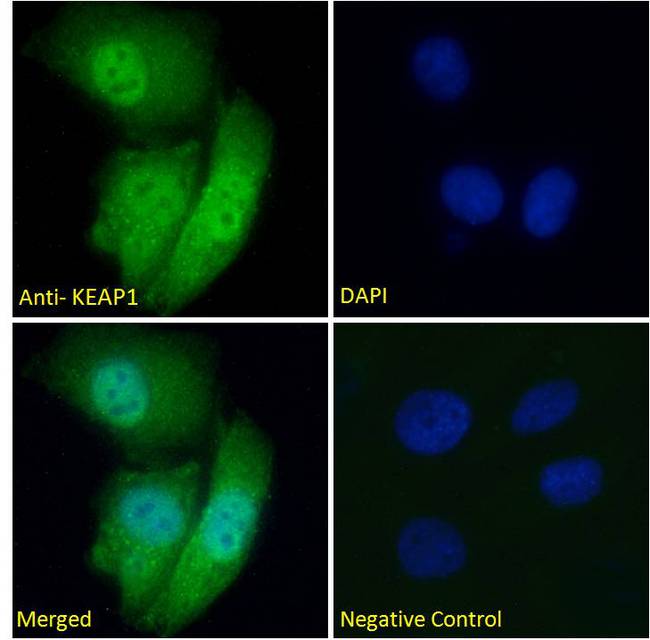 KEAP1 Antibody - KEAP1 antibody-P1 immunofluorescence analysis of paraformaldehyde fixed HeLa cells, permeabilized with 0.15% Triton. Primary incubation 1hr (5ug/ml) followed by Alexa Fluor 488 secondary antibody (2ug/ml), showing nuclear and cytoplasmic staining. The nuclear stain is DAPI (blue). Negative control: Unimmunized goat IgG (10ug/ml) followed by Alexa Fluor 488 secondary antibody (2ug/ml).