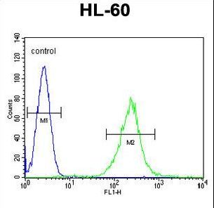 KHDC3L / ECAT1 Antibody - ECAT1 Antibody flow cytometry of HL-60 cells (right histogram) compared to a negative control cell (left histogram). FITC-conjugated goat-anti-rabbit secondary antibodies were used for the analysis.