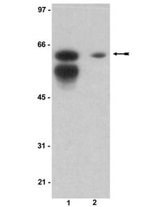 KHDRBS1 / SAM68 Antibody - WB/IP: HeLa cell lysates (lane 1) or an immunoprecipitate of HeLa cell lysates (lane 2) was probed with anti-Sam 68 (1:5000).