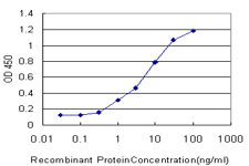 KHSRP / FBP2 Antibody - Detection limit for recombinant GST tagged KHSRP is approximately 0.3 ng/ml as a capture antibody.