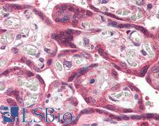 KIAA0152 / MLEC Antibody - Anti-MLEC antibody IHC of human placenta. Immunohistochemistry of formalin-fixed, paraffin-embedded tissue after heat-induced antigen retrieval.