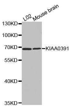KIAA0391 Antibody - Western blot analysis of extracts of various cell lines, using KIAA0391 antibody.