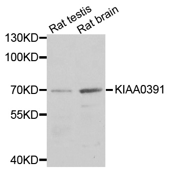 KIAA0391 Antibody - Western blot analysis of extracts of various cells.