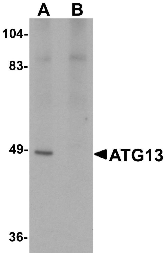 KIAA0652 / ATG13 Antibody - Western blot analysis of ATG13 in rat heart tissue lysate with ATG13 antibody at 1 ug/ml in (A) the absence and (B) the presence of blocking peptide.