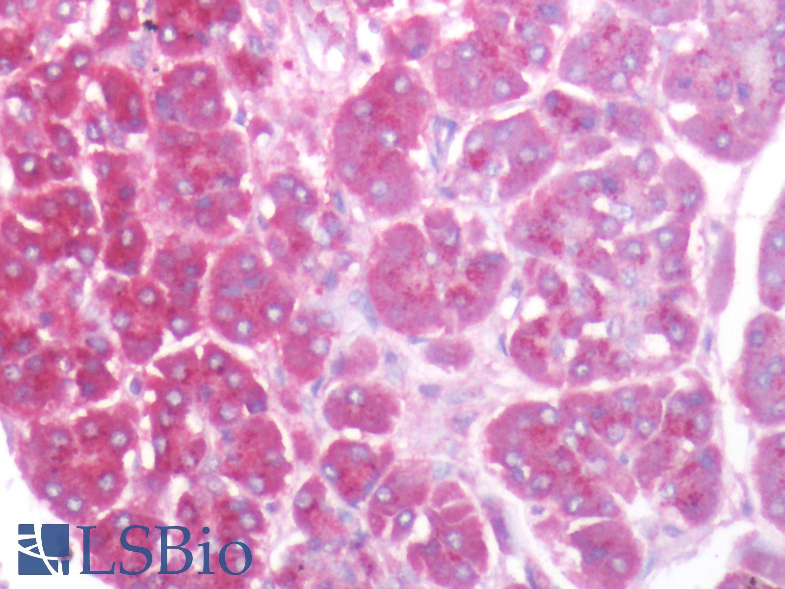 KIAA1324 / maba1 Antibody - Human Pancreas: Formalin-Fixed, Paraffin-Embedded (FFPE)