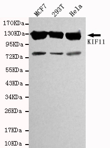 KIF11 / EG5 Antibody - Western blot detection of KIF11 in MCF7,293T & Hela cell lysates using KIF11 antibody (1:1000 diluted). Predicted band size:120KDa. Observed band size:130KDa Additional band size:75K.