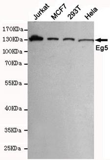 KIF11 / EG5 Antibody - Western blot detection of Eg5 in MCF7, 293T, Jurkat and HeLa cell lysates using Eg5 mouse monoclonal antibody (1:1000 dilution). Predicted band size: 130KDa. Observed band size:130KDa.