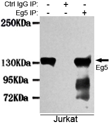 KIF11 / EG5 Antibody - Immunoprecipitation analysis of Jurkat cell lysates using Eg5 mouse monoclonal antibody.