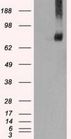 KIND2 / FERMT2 Antibody - HEK293T cells were transfected with the pCMV6-ENTRY control (Left lane) or pCMV6-ENTRY FERMT2 (Right lane) cDNA for 48 hrs and lysed. Equivalent amounts of cell lysates (5 ug per lane) were separated by SDS-PAGE and immunoblotted with anti-FERMT2.