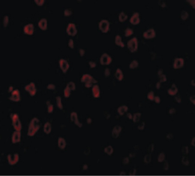 KITLG / SCF Antibody - Immunofluorescence of SCF in Human Brain cells with SCF antibody at 20 ug/ml.
