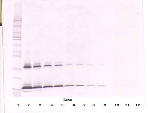 KITLG / SCF Antibody - Western Blot (non-reducing) of SCF antibody