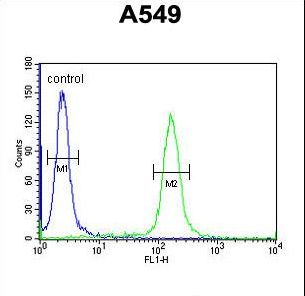 KLHL9 Antibody - KLHL9 Antibody flow cytometry of A549 cells (right histogram) compared to a negative control cell (left histogram). FITC-conjugated goat-anti-rabbit secondary antibodies were used for the analysis.