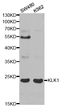KLK1 / Kallikrein 1 Antibody - Western blot analysis of extracts of various cell lines, using KLK1 antibody at 1:1000 dilution. The secondary antibody used was an HRP Goat Anti-Rabbit IgG (H+L) at 1:10000 dilution. Lysates were loaded 25ug per lane and 3% nonfat dry milk in TBST was used for blocking.