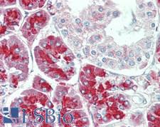 KLK10 / Kallikrein 10 Antibody - Human Pancreas: Formalin-Fixed, Paraffin-Embedded (FFPE)