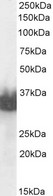 KLK3 / PSA Antibody - Goat anti-PSA (isoform 1) / KLK3 Antibody (0.01µg/ml) staining of Human Prostate lysate (35µg protein in RIPA buffer). Primary incubation was 1 hour. Detected by chemiluminescencence.