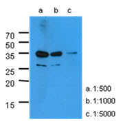 KLK3 / PSA Antibody - Western Blot: The extracts of PC-3 (40 ug) were resolved by SDS-PAGE, transferred to PVDF membrane and probed with anti-human KLK3 antibody (1:500-1:5000). Proteins were visualized using a goat anti-mouse secondary antibody conjugated to HRP and an ECL detection system.