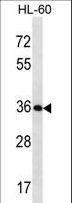 KLK9 / Kallikrein 9 Antibody - KLK9 Antibody western blot of HL-60 cell line lysates (35 ug/lane). The KLK9 antibody detected the KLK9 protein (arrow).