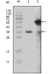 KMT2A / MLL Antibody - Western blot using MLL mouse monoclonal antibody against truncated MLL recombinant protein (1) and truncated GFP-MLL(aa3714-3969) transfected Cos7 cell lysate (2).