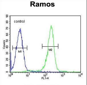KNG1 / Kininogen / Bradykinin Antibody - KNG1 Antibody flow cytometry of Ramos cells (right histogram) compared to a negative control cell (left histogram). FITC-conjugated goat-anti-rabbit secondary antibodies were used for the analysis.