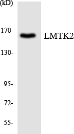 KPI-2 / LMTK2 Antibody - Western blot analysis of the lysates from COLO205 cells using LMTK2 antibody.