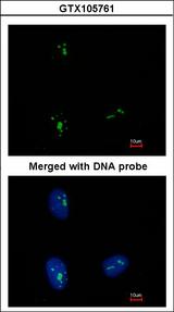 KRR1 Antibody - Immunofluorescence of paraformaldehyde-fixed HeLa using KRR1 antibody at 1:500 dilution.