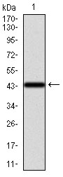 KRT13 / CK13 / Cytokeratin 13 Antibody - Western blot using KRT13 monoclonal antibody against human KRT13 recombinant protein. (Expected MW is 43.4 kDa)