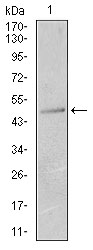 KRT13 / CK13 / Cytokeratin 13 Antibody - Western blot using KRT13 mouse monoclonal antibody against T47D (1) cell lysate.