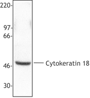 KRT18 / CK18 / Cytokeratin 18 Antibody - Hela cell extract was resolved by electrophoresis, transferred to nitrocellulose and probed with anti-cytokeratin 18 antibody. Proteins were visualized using a donkey anti-rabbit secondary conjugated to HRP and a chemiluminescence detection system.