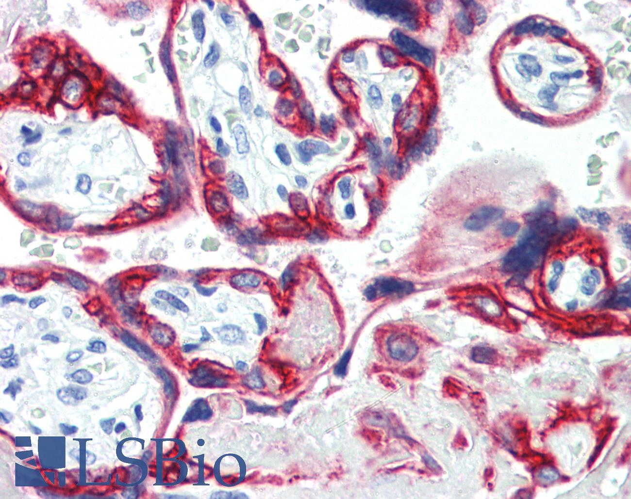 KRT18 / CK18 / Cytokeratin 18 Antibody - Anti-KRT18 / Cytokeratin 18 antibody IHC of human placenta. Immunohistochemistry of formalin-fixed, paraffin-embedded tissue after heat-induced antigen retrieval. Antibody dilution 1:10. This image was taken for the unconjugated form of this product. Other forms have not been tested.