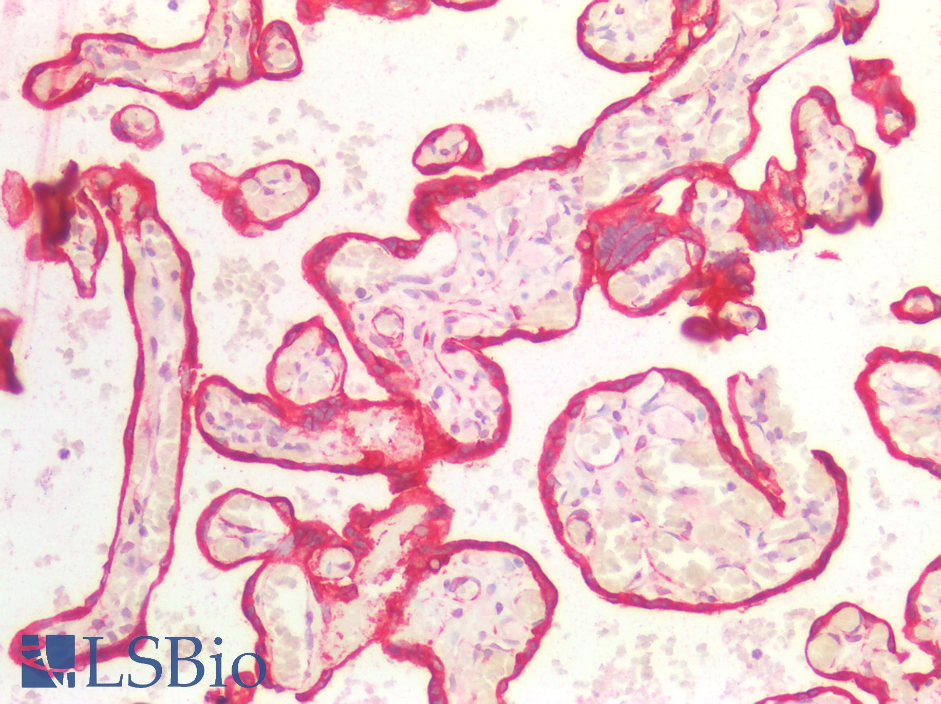 KRT18 / CK18 / Cytokeratin 18 Antibody - Human Placenta: Formalin-Fixed, Paraffin-Embedded (FFPE)
