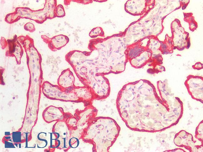 KRT18 / CK18 / Cytokeratin 18 Antibody - Human Placenta: Formalin-Fixed, Paraffin-Embedded (FFPE)