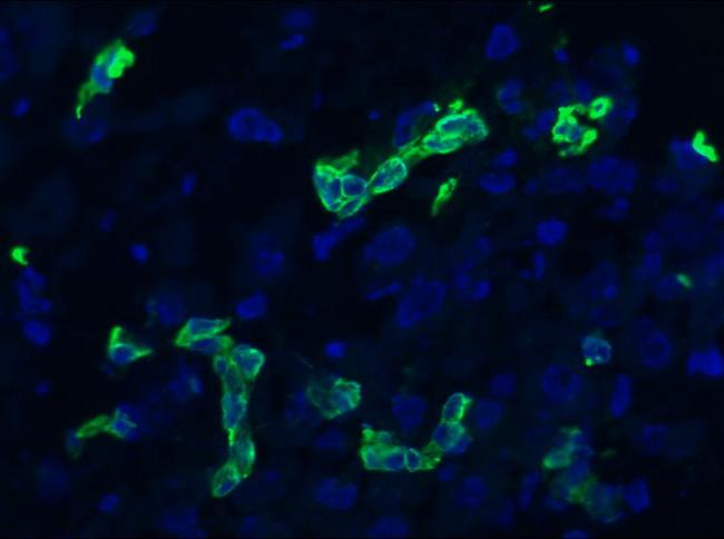 KRT19 / CK19 / Cytokeratin 19 Antibody - Immunofluorescent staining on frozen section of human liver bile duct epithelium