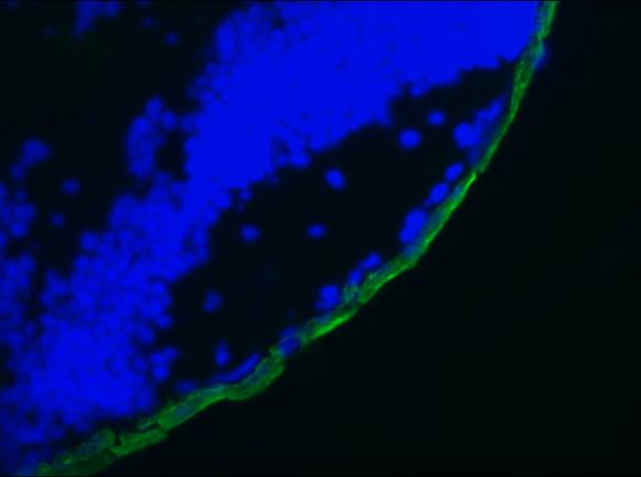KRT19 / CK19 / Cytokeratin 19 Antibody - Immunofluorescence staining of a 9 days old zebrafish embryo
