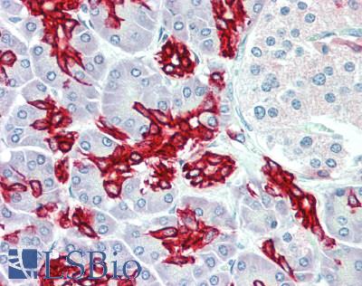 KRT19 / CK19 / Cytokeratin 19 Antibody - Human Pancreas: Formalin-Fixed, Paraffin-Embedded (FFPE), at a dilution of 1:200.